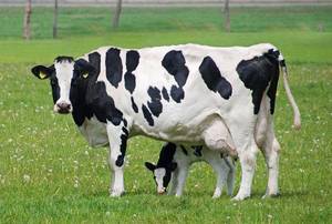 Порода коров 