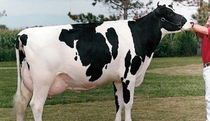 Порода коровы
