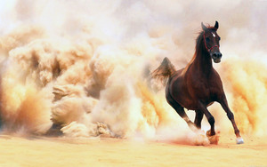 Скорость лошади  в дикой природе