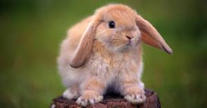 Продолжительность жизни кроликов
