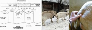 Как определить охоту у козы