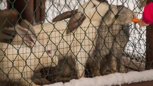 Чем болеют кролики зимой
