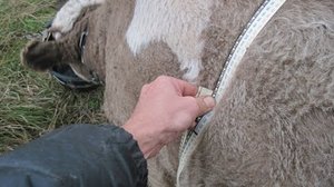 Измерение бычков сантиметровой лентой