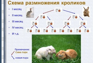 Схема размножения