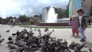 Опасны ли городские голуби