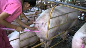 Осеменение свиней 