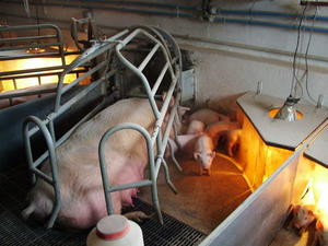 Осеменение свиней