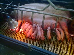 Разведение свиней 