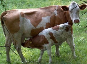 Искусственное осеменение коров и естественный метод