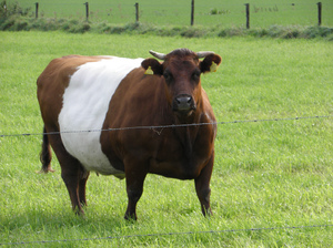 Стельная корова - скоро будет теленок
