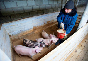 Рацион и правила кормления свиней в домашних условиях