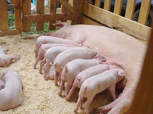 Плюсы и минусы разведения свиней