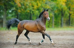 Какие существуют породы лошади
