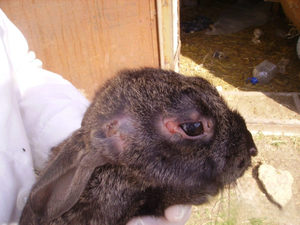 Особенности заболевания миксоматоз у кроликов