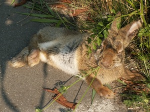 Пути заражения кроликов миксоматозом