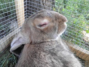 Описание видов миксоматоза у кроликов