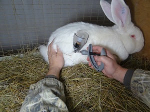 Особенности проведения вакцинации кроликов от миксоматоза