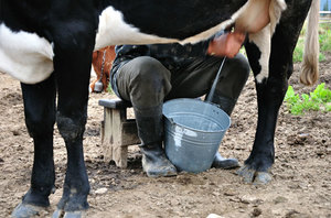 Аппарат для дойки коровы