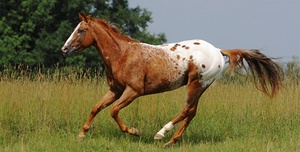 Лошадь породы аппалуза