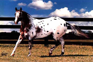 Описание породы лошадей аппалуза