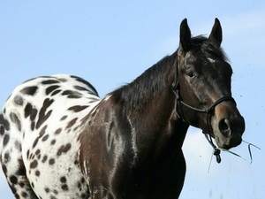 Порода аппалуза: описание лошадей