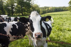История болезни коровы