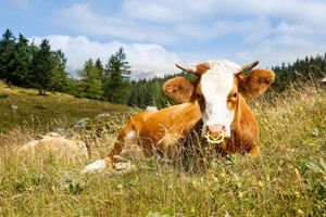 Ящур у коровы: симптомы, лечение