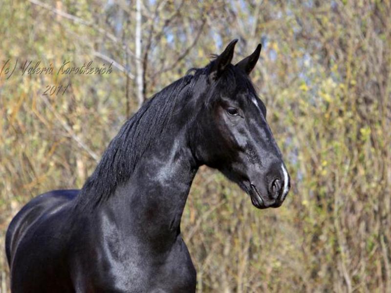 Кабардинская порода лошадей больше известна