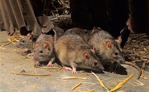 Способы избавиться от крыс в сарае