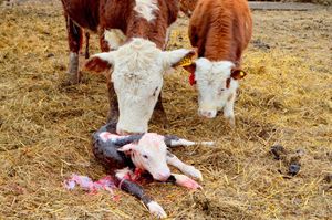 Как ухаживать за новорожденным теленком
