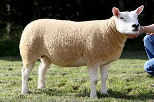 Описание породы овец