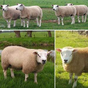 Как содержать овец породы тексель