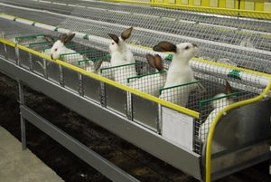 Расход и доход от кроликов