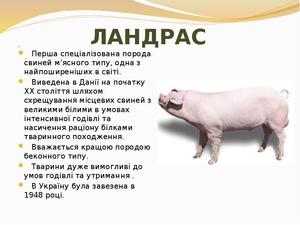 Выбор породы свиньи