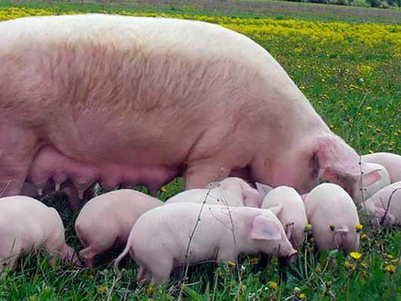 Как правильно содержать свиней