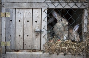 Уход за кроликами
