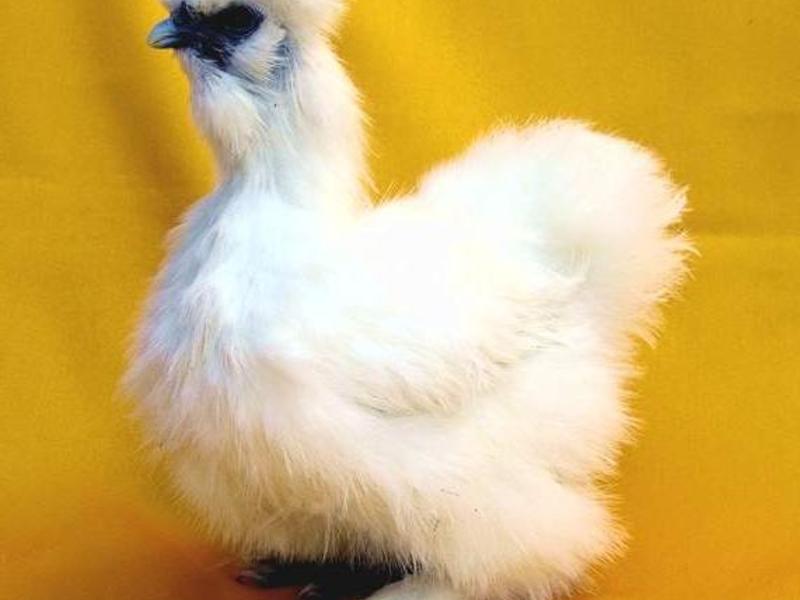Как выглядит шелковая курица