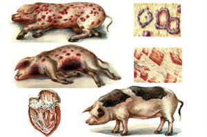 Какими препаратами лечат рожу у свиней