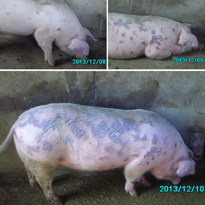 Методы лечения рожи у свиней