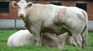 Как работает пищеварительная система коровы
