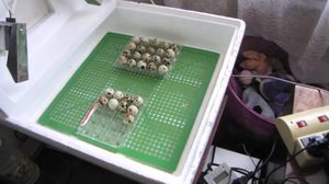 Особенности изготовления инкубатора для перепелиных яиц своими руками