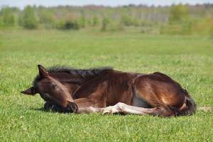 Лошади могут спать лежа или стоя