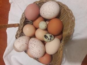 Сколько весит куриное яйцо