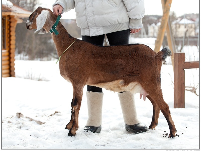 Англо нубийская коза описание породы фото