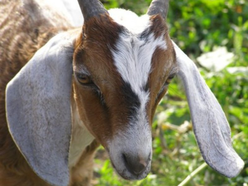 Характеристика  нубийских коз