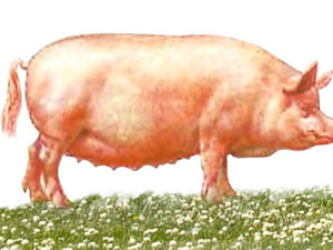 Породы свиней России