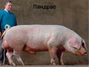 Лучшая порода свиней
