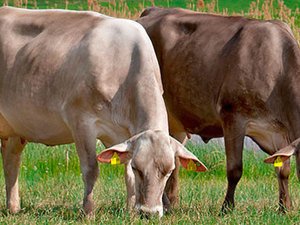 Условия для разведения коров