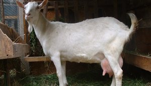 Чем кормят зааненских коз