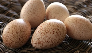 Индюшиные яйца